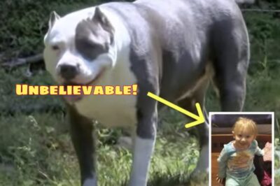 MISSING FOR DAYS: 2-Year-Old Found—Pit Bull Had Her, Man Opens Door To SHOCKING Discovery!