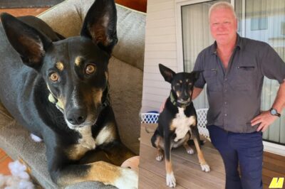 Rescue to Near Tragedy: The Shocking Truth About Scott Cam’s Famous Dog from The Block!