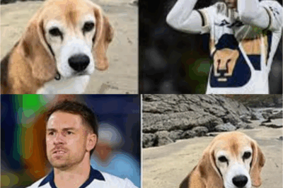 AARON RAMSEY’S WIFE IN TEARS OVER KIDNAP FEAR! “Dead or Alive” — Heartbreaking Social Media Post Sparks Panic as Wife Shares Chilling Theory